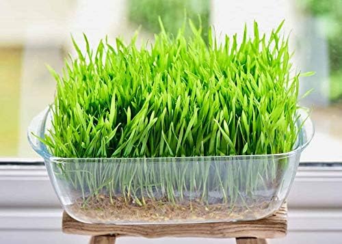5 oz mješavina mačje trave-pšenična trava, lan i sjeme ječma. Sjeme za Mikrozeleno-tvrda Crvena pšenica-Non GMO-Country Creek Acres LLC-uzgojeno u SAD-u