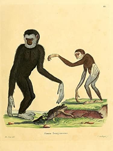 Lar Bijeli ručni Gibbon Primat Monkey Vintage Wildlife Classroom Office Decor zoologija antička ilustracija
