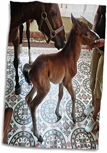 3dRose Kike Calvo Cuba - novorođeni bebi konj u kolonijalnom dnevnom boravku-ručnici