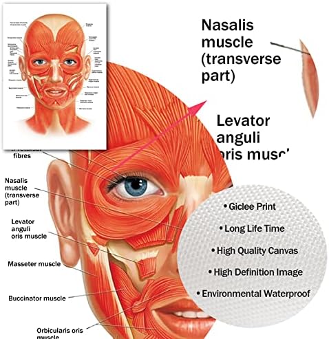 Arterija lica mišića Poster mišića platna zid Art anatomija lica Poster za bolničku kliniku dekor doktor